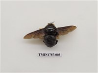 藏品(南非昆蟲)的圖片